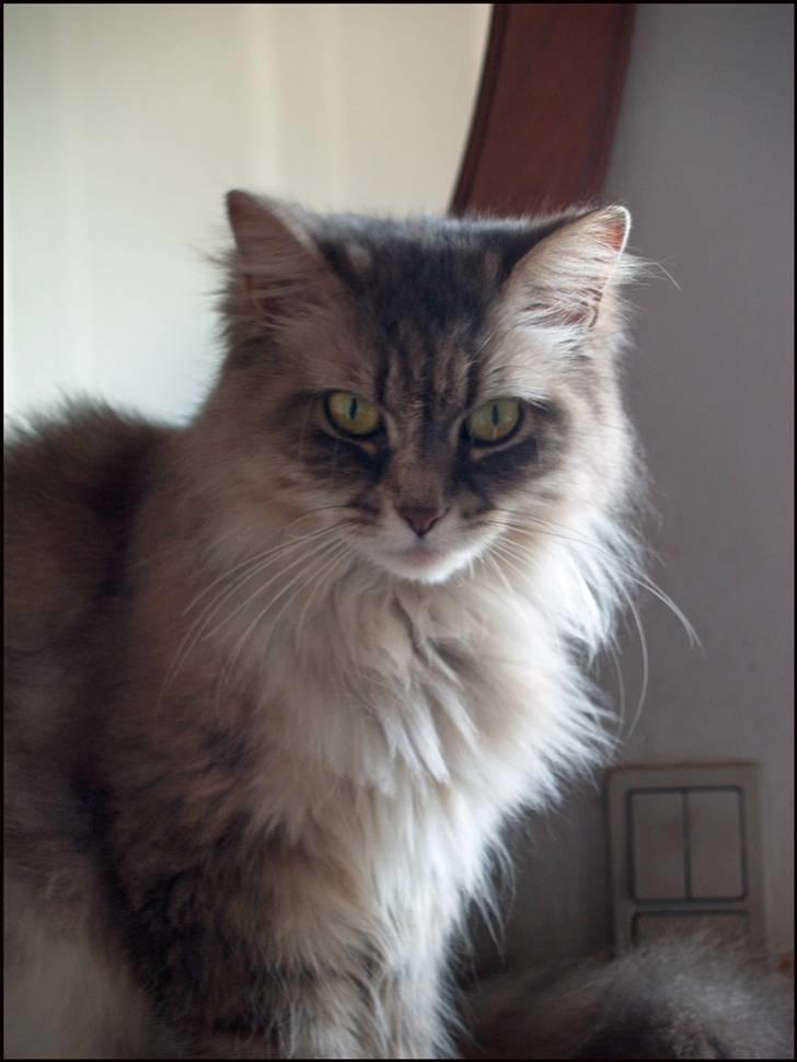 Blanding af racer Pjuske - 14 juni 2010 billede 18