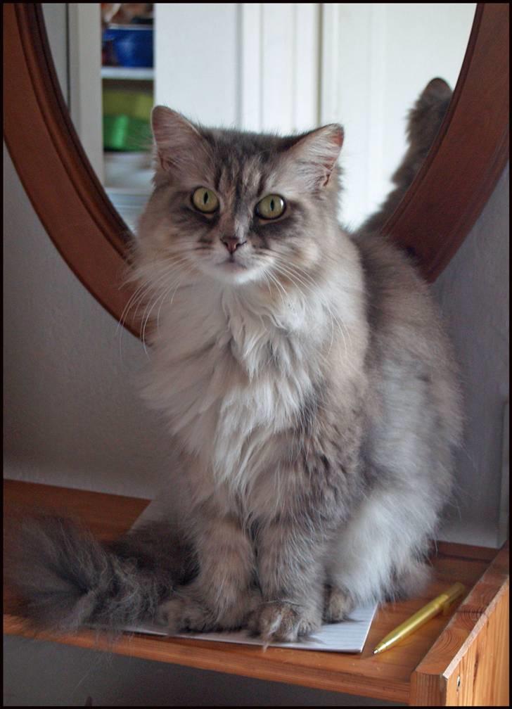 Blanding af racer Pjuske - 14 juni 2010 billede 19