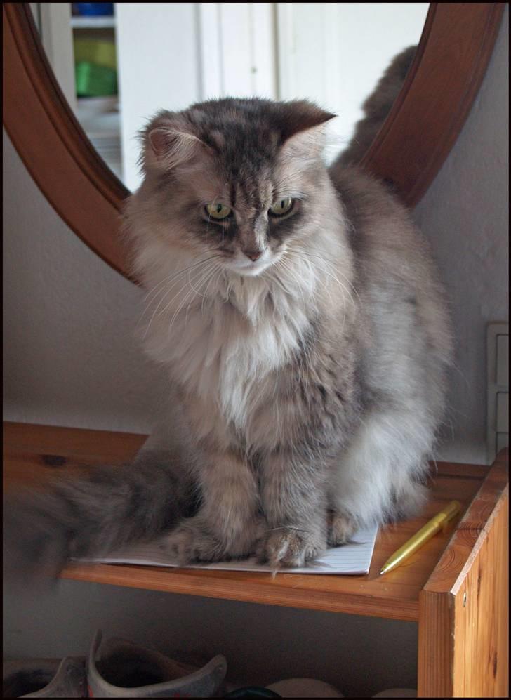 Blanding af racer Pjuske - 14 juni 2010 billede 20