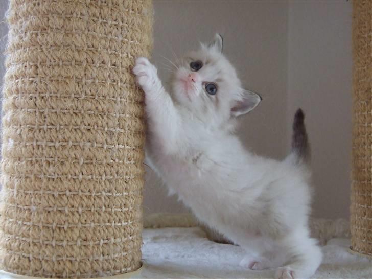 Ragdoll DK Vandoll F. Flashdance billede 2