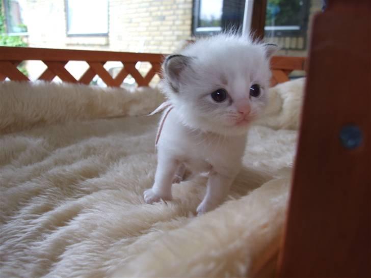 Ragdoll DK Vandoll F. Flashdance billede 3