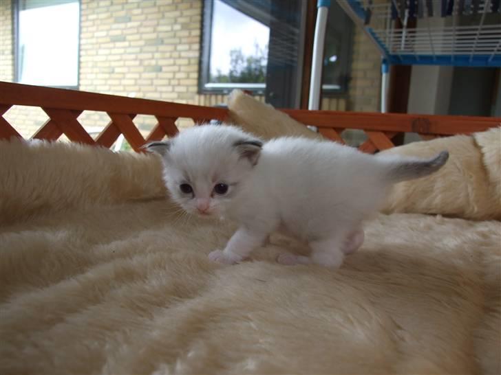 Ragdoll DK Vandoll F. Flashdance billede 4