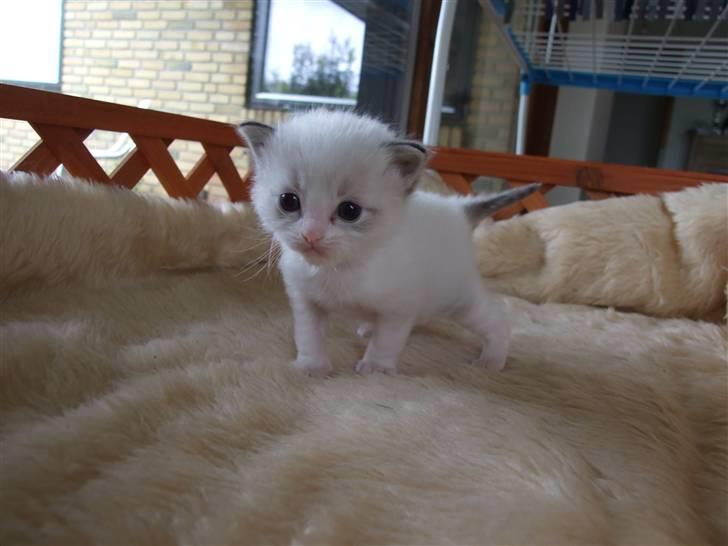 Ragdoll DK Vandoll F. Flashdance billede 5