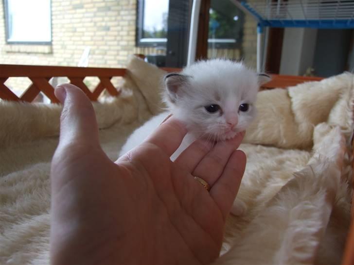 Ragdoll DK Vandoll F. Flashdance billede 6