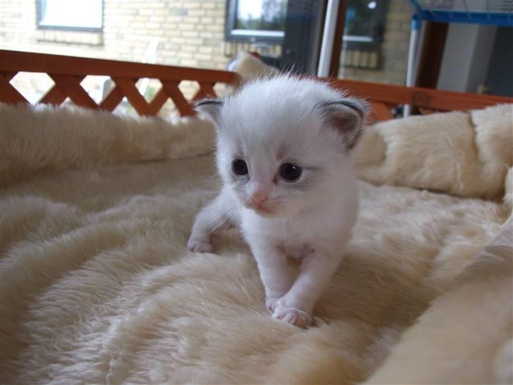 Ragdoll DK Vandoll F. Flashdance billede 7