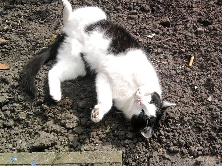 Huskat Maja billede 14