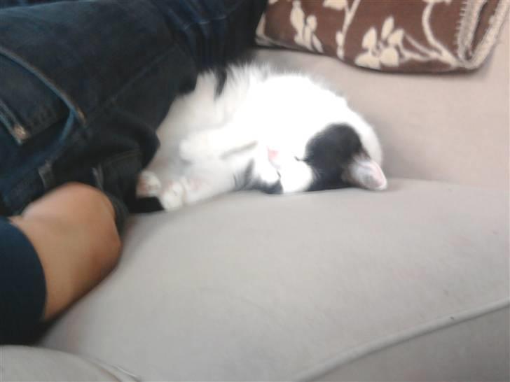 Huskat Maja billede 15