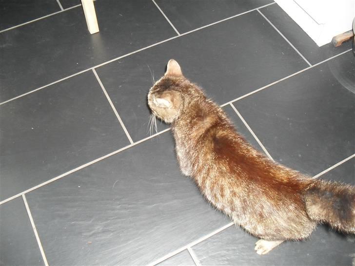 Huskat Molly Mis(SOLGT) - hvad hov hvor blev det af? billede 2