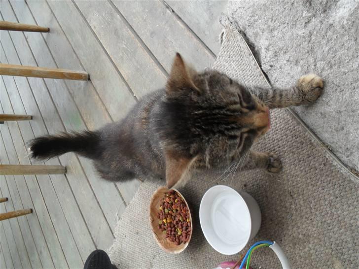 Huskat Molly Mis(SOLGT) - miig igen billede 3