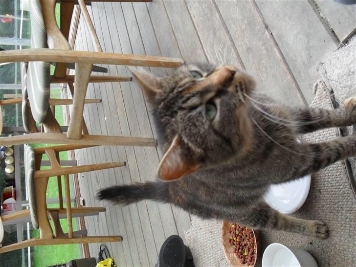 Huskat Molly Mis(SOLGT) - see hvor sød jeg er billede 4