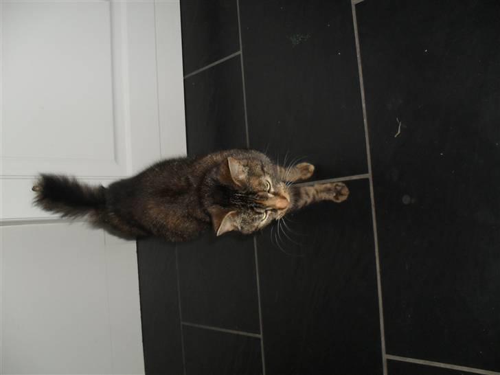 Huskat Molly Mis(SOLGT) - maaww jeg er træt kan du k bære mig? billede 5