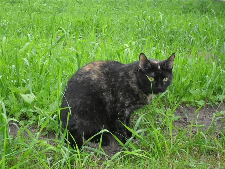 Huskat † Marie † )': - hvad var det billede 7