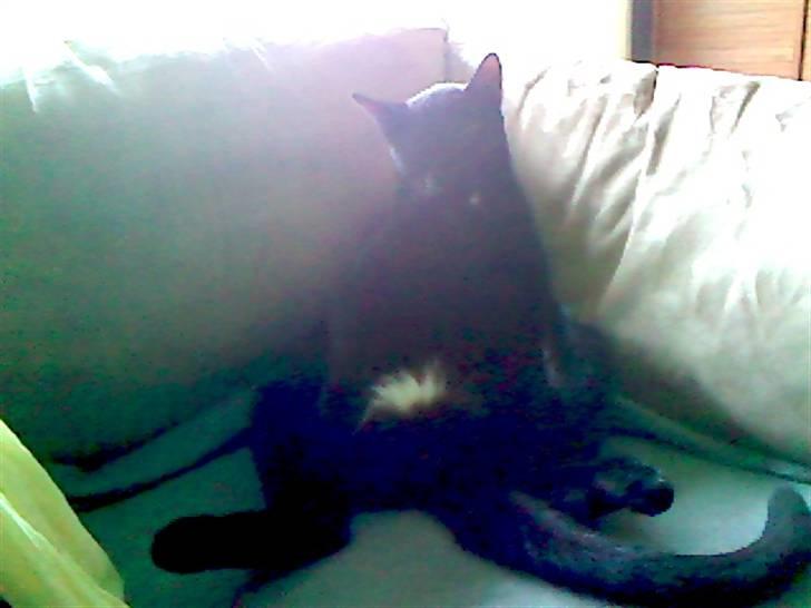 Blanding af racer Murphy - VELKOMMEN til Murphys profil billede 1