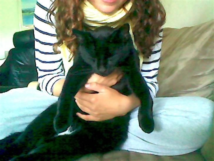 Blanding af racer Murphy billede 3