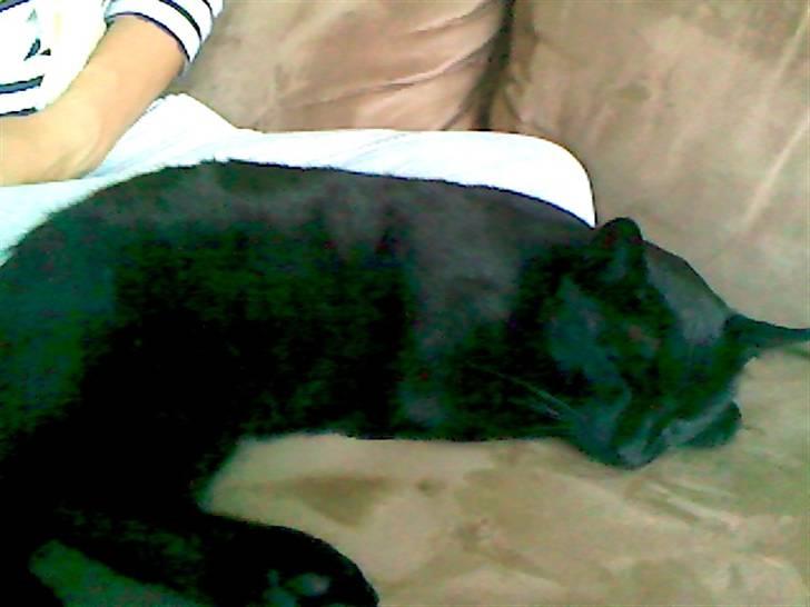 Blanding af racer Murphy - Ta´ger sig lige en lur! :D billede 4