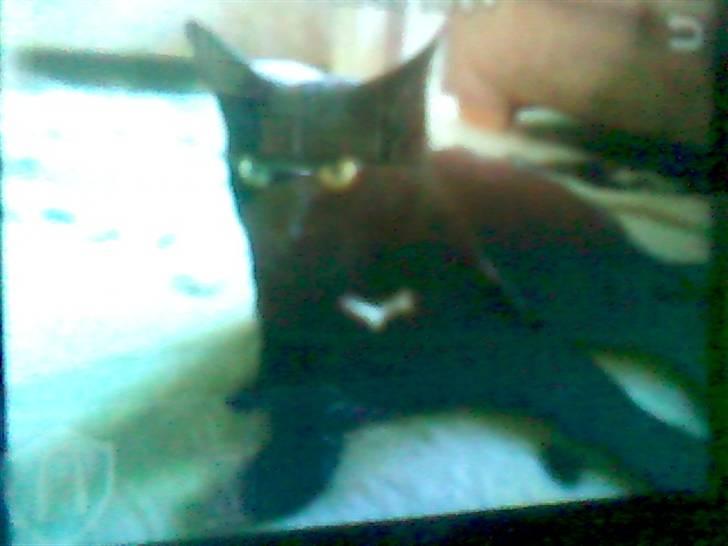 Blanding af racer Murphy billede 5