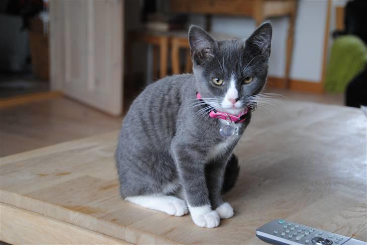 Huskat Frida :) billede 1