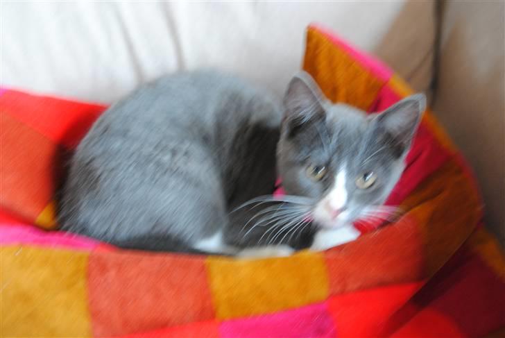 Huskat Frida :) billede 2