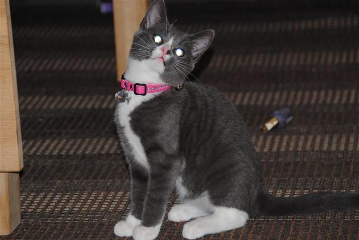 Huskat Frida :) billede 3