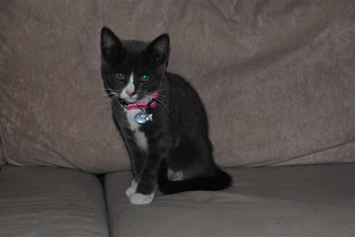 Huskat Frida :) billede 4