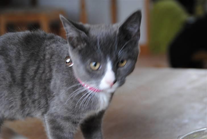 Huskat Frida :) billede 5