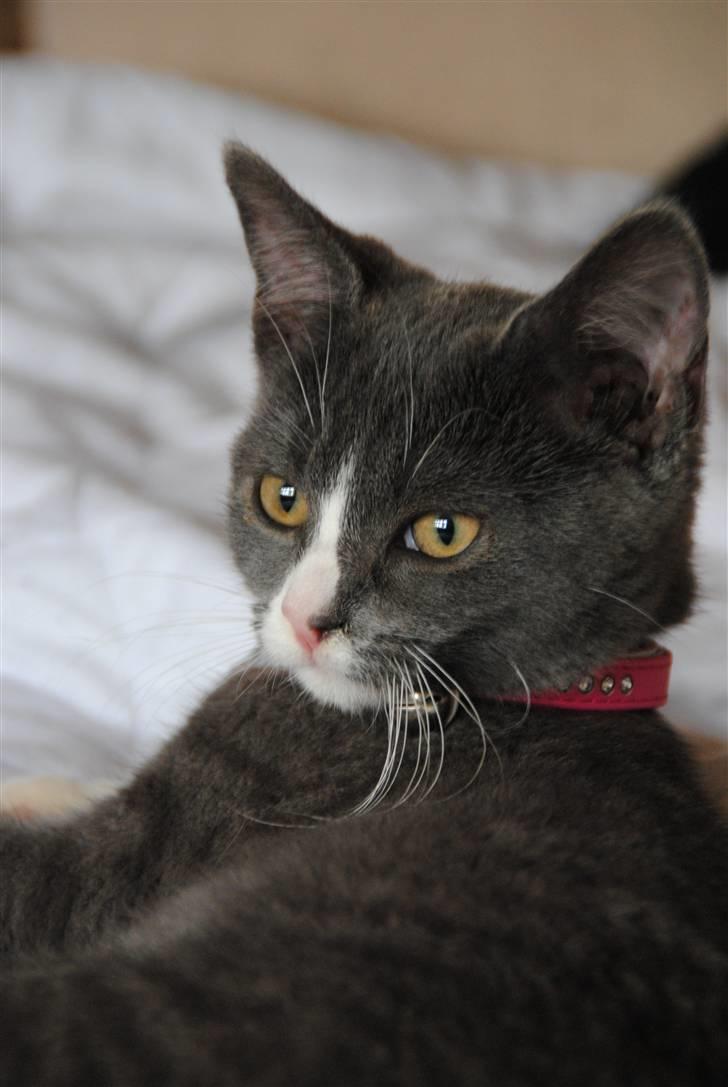 Huskat Frida :) billede 6