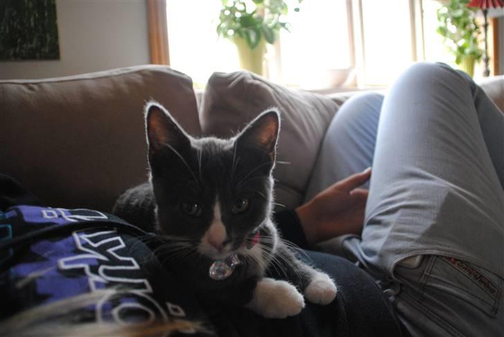 Huskat Frida :) billede 7