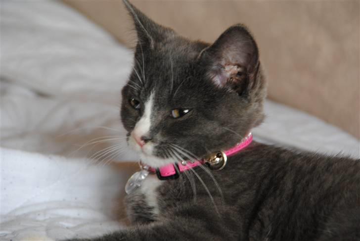 Huskat Frida :) billede 8