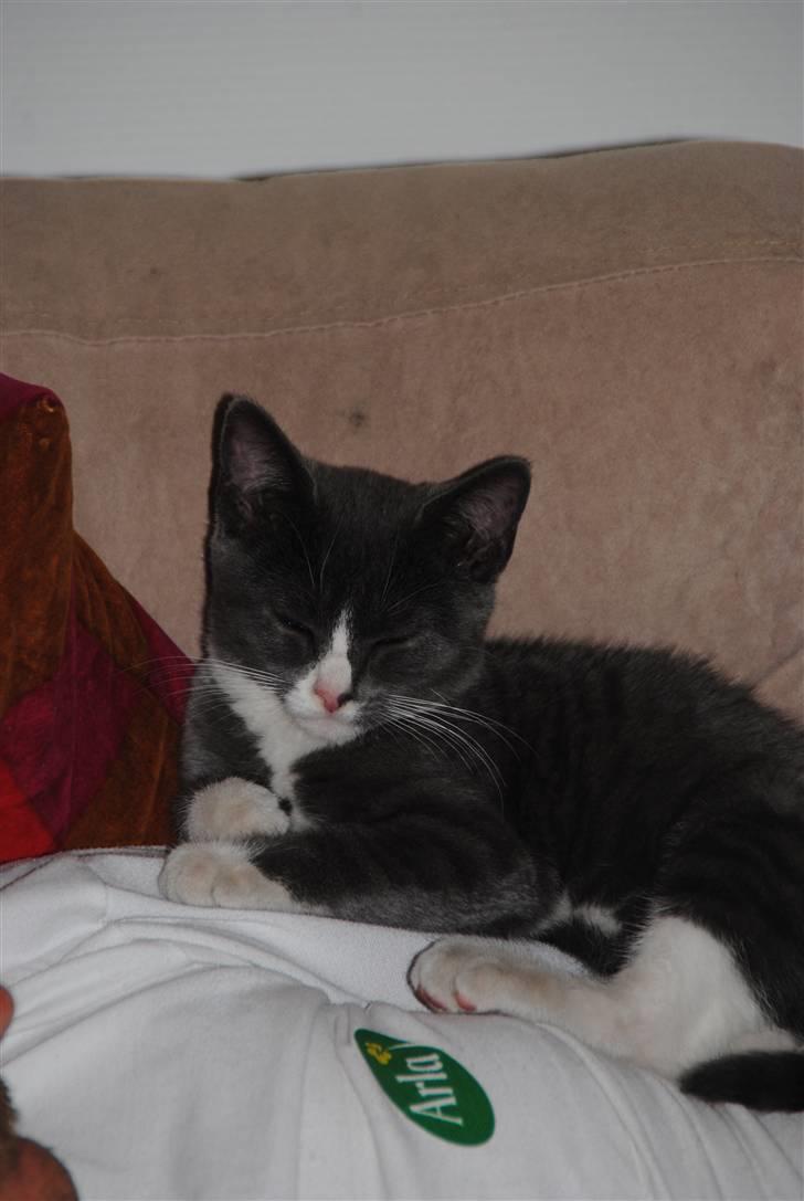 Huskat Frida :) billede 9