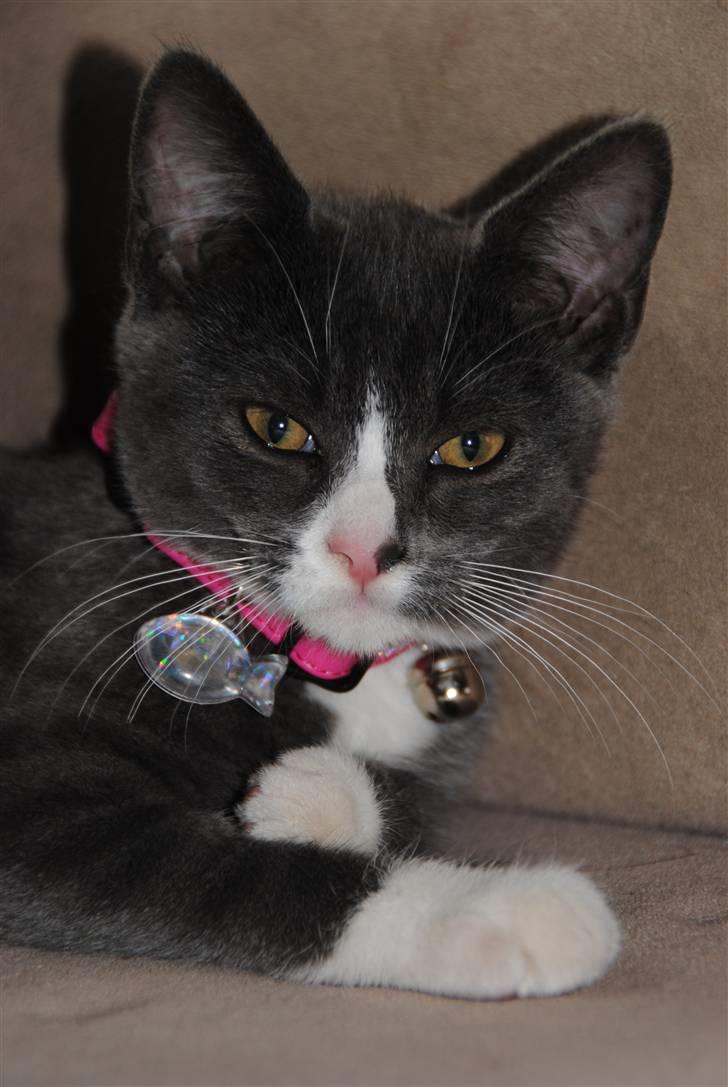 Huskat Frida :) billede 10