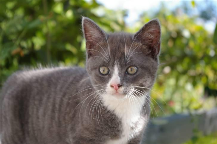 Huskat Frida :) billede 11