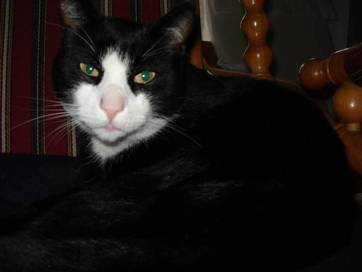 Huskat Kisser*vil altid huskes* billede 5