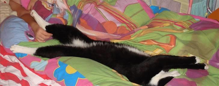 Huskat Kisser*vil altid huskes* billede 6