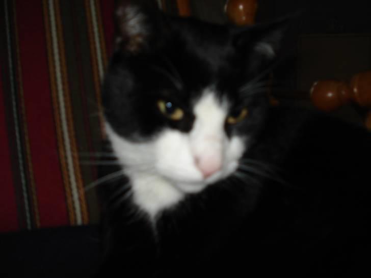 Huskat Kisser*vil altid huskes* billede 7