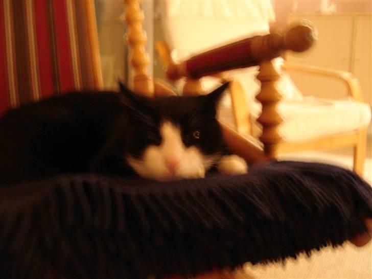 Huskat Kisser*vil altid huskes* billede 8