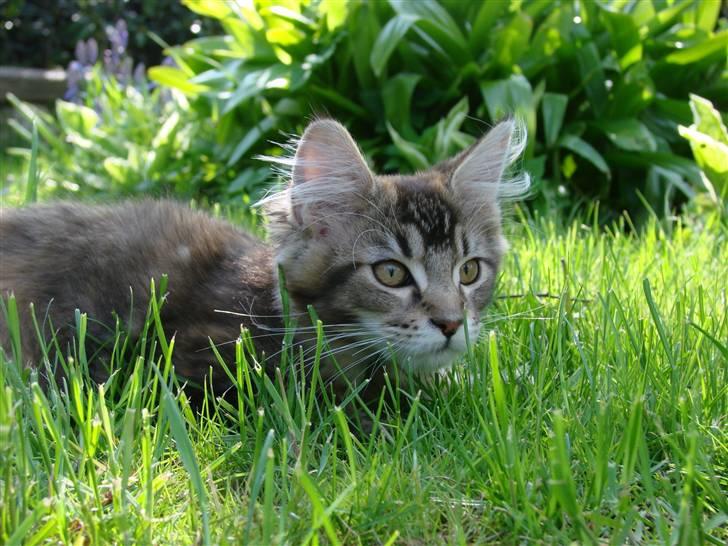 Maine Coon Dalibro´s Flotte Fiona billede 16