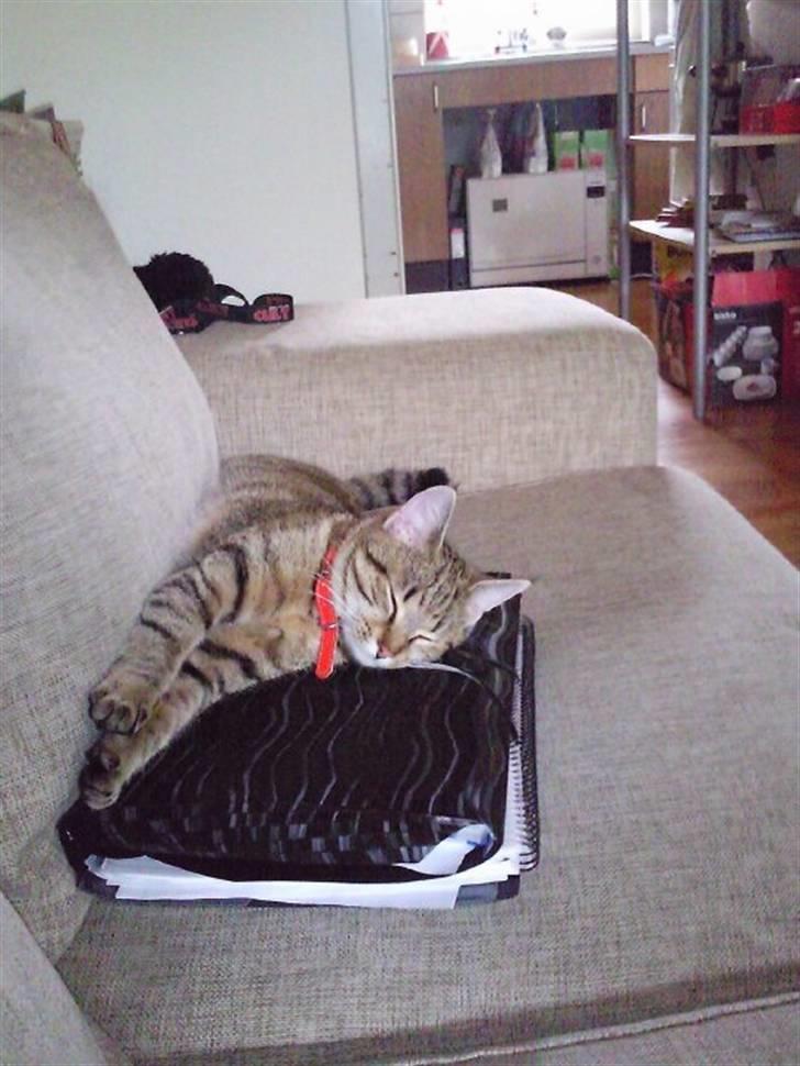 Huskat Mille billede 19