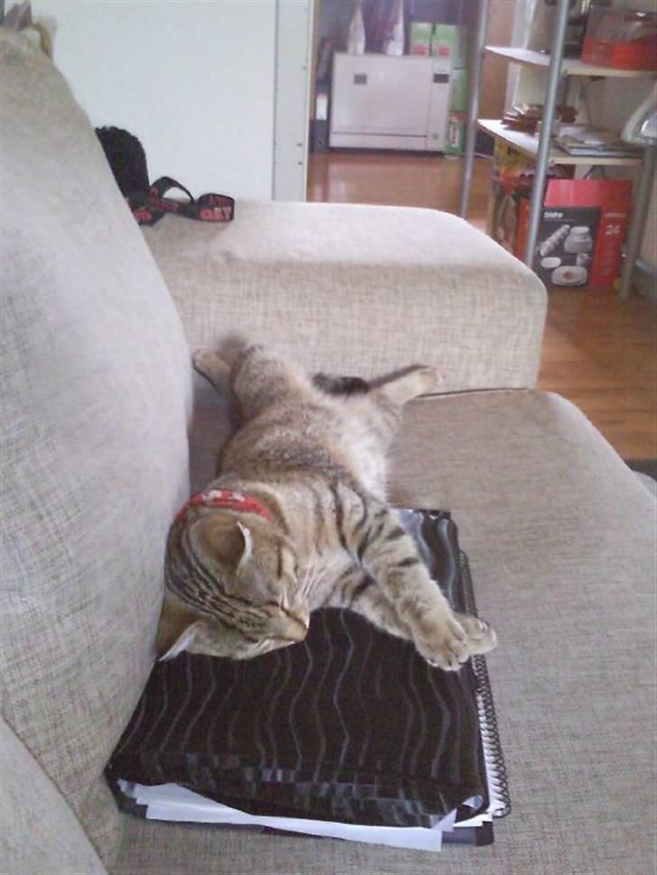 Huskat Mille billede 20