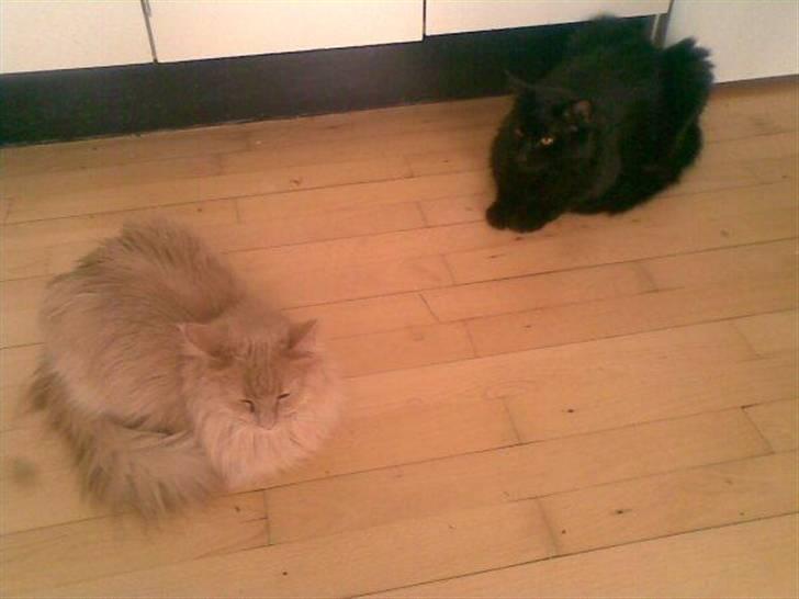 Maine Coon Joe the Bandit (Bandit) - Et billed af Hans mor og far da Luichi var hos os :) Nu glæder vi os til han skal komme igen til Januar ;) billede 19