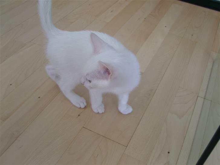 Huskat Snoop billede 2