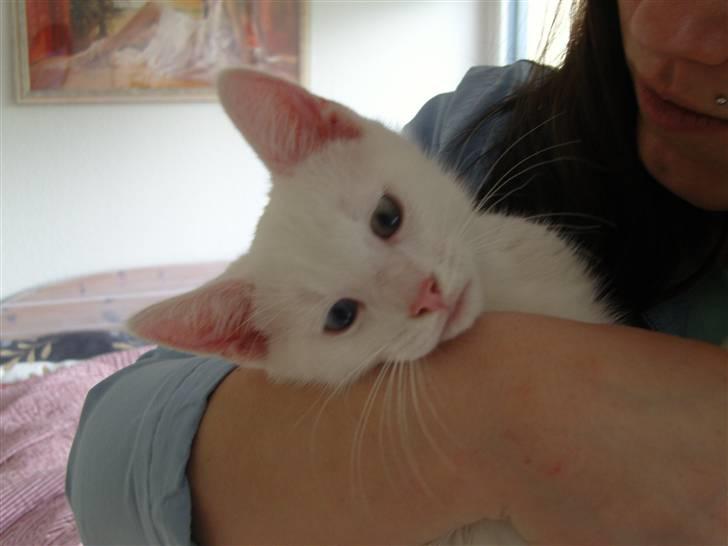 Huskat Snoop billede 3