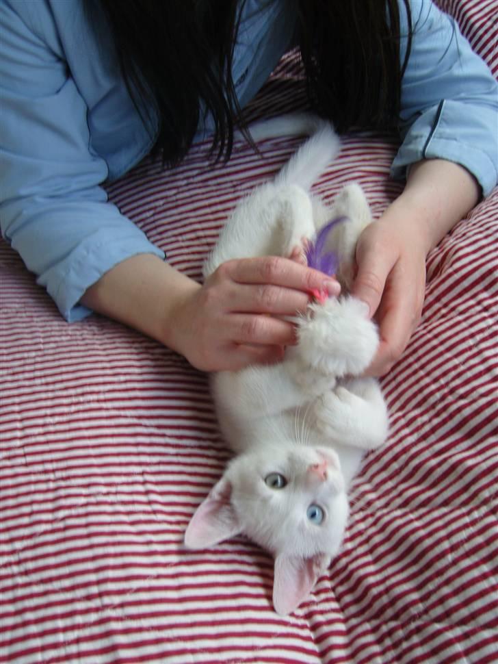 Huskat Snoop billede 4