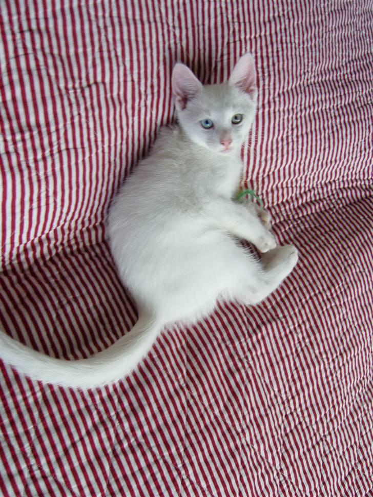 Huskat Snoop billede 5