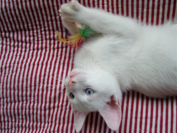 Huskat Snoop billede 6