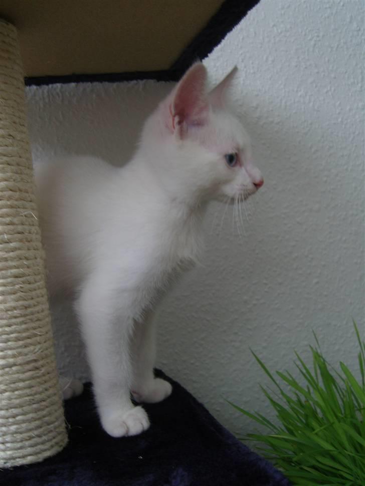 Huskat Snoop billede 7