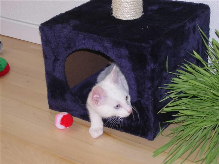 Huskat Snoop billede 8