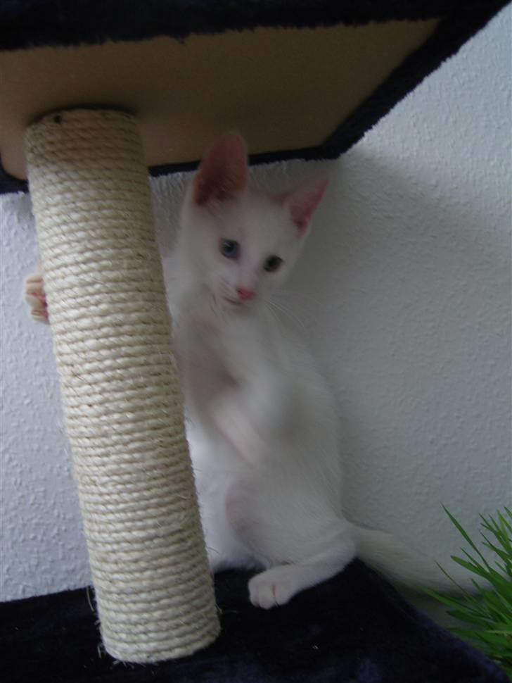 Huskat Snoop billede 9