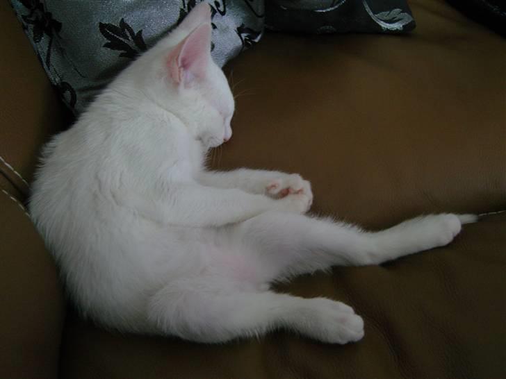 Huskat Snoop billede 10