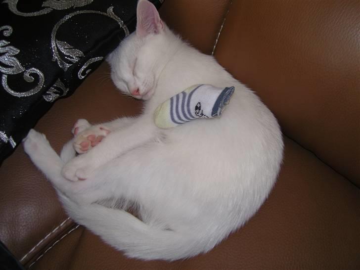 Huskat Snoop billede 13