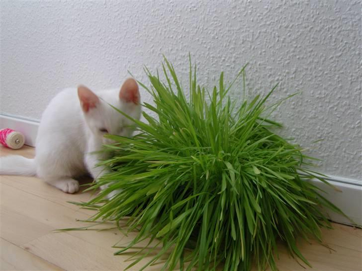 Huskat Snoop billede 14